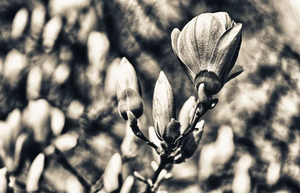 Mooie Kleuren Magnolia Bloemen Het Voorjaar — Stockfoto