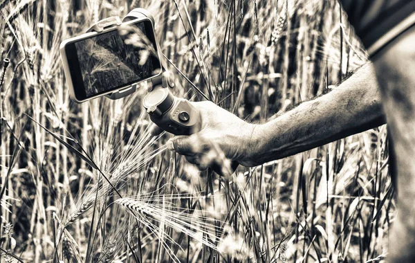 Photographer Taking Pictures Wheat Field Spring Season His Smartphone — Stock Photo, Image
