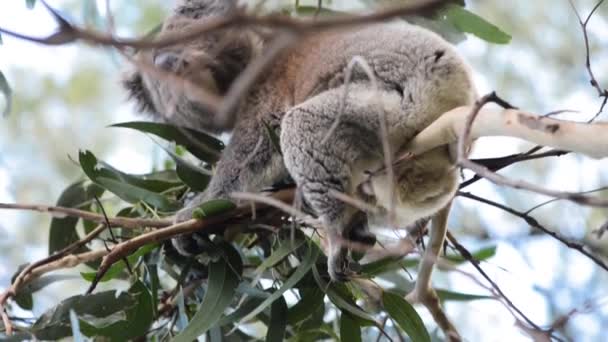 호주 코알라는 유칼립투스 나무에서 야외에서 — 비디오
