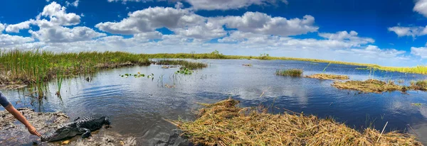 Κροκόδειλος Στο Εθνικό Πάρκο Everglades Swamps Πανοραμική Θέα — Φωτογραφία Αρχείου