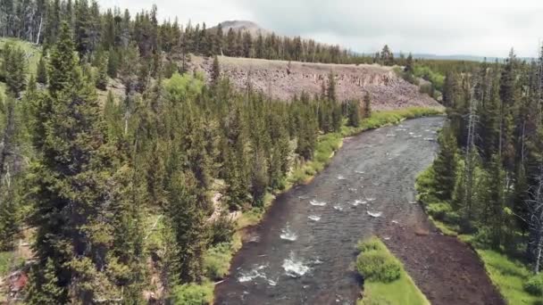 Yellowstone river in the middle of the forest on a cloudy day — Stock Video