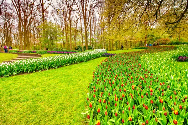 Amsterdam Niderlandy Kwiecień 26Th 2015 Ogrody Tulipanów Keukenhof Wiosną Amsterdam — Zdjęcie stockowe