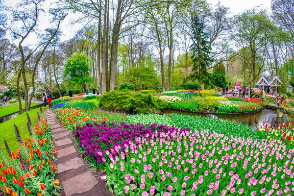 Amsterdam Niderlandy Kwiecień 26Th 2015 Ogrody Tulipanów Keukenhof Wiosną Amsterdam — Zdjęcie stockowe