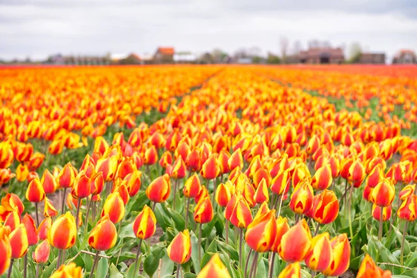 Keukenhof Tulip Gardens Spring Amsterdam Paesi Bassi — Foto Stock