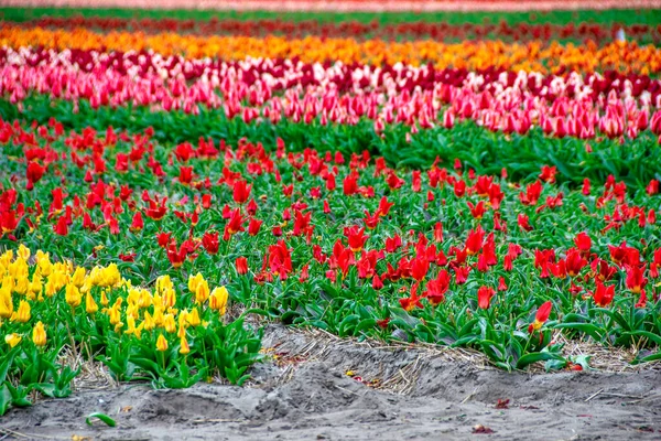 Сади Тюльпанів Кеукенхоф Навесні Амстердам Нідерланди — стокове фото