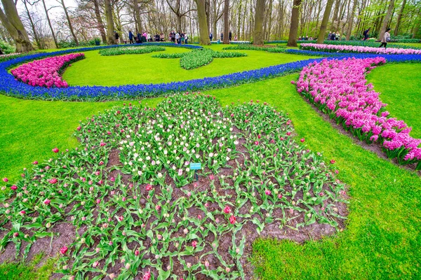 Amsterdam Niderlandy Kwiecień 26Th 2015 Ogrody Tulipanów Keukenhof Wiosną Amsterdam — Zdjęcie stockowe