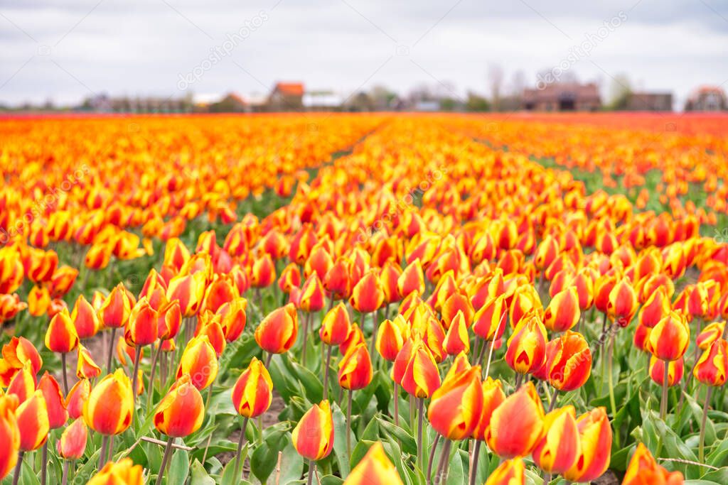 Keukenhof tulip gardens in spring, Amsterdam - The Netherlands