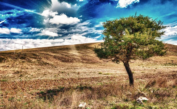 Izolovaný Zelený Strom Pšeničné Louce Modrá Obloha Mraky Pozadí Sluneční — Stock fotografie