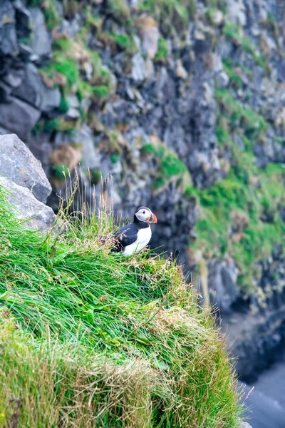 在冰岛的Puffin 海鸟在陡峭的悬崖上 冰岛威斯特峡湾上的鸟儿 野生动物栖息地 — 图库照片