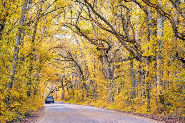 Lange Von Bäumen Gesäumte Straße Herbst Hintergrund Ein Auto — Stockfoto