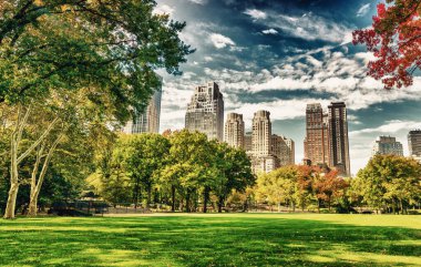 Güzel yeşillik renkleri New York Central Park.