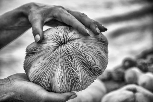 Woman Holding Beautiful Sea Shell Shoreline — 图库照片