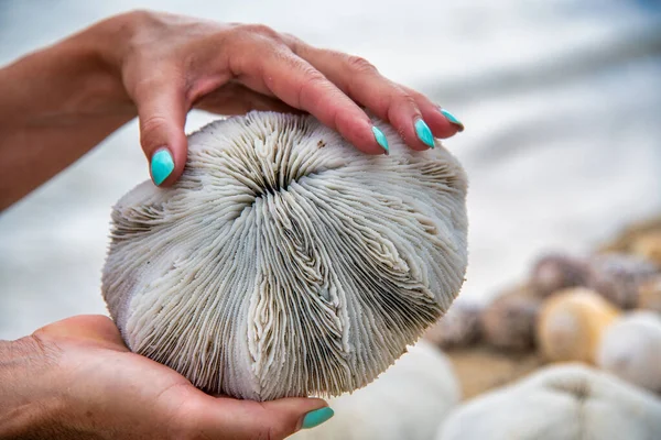 Woman Holding Beautiful Sea Shell Shoreline — Stockfoto