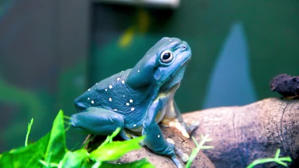 Blue frog looking up from the grass — Stock Video