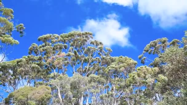 Eukalyptové stromy proti modrému slunečnému nebi — Stock video