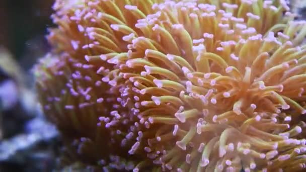 Gli anemoni marini sono un gruppo di animali acquatici e predatori — Video Stock