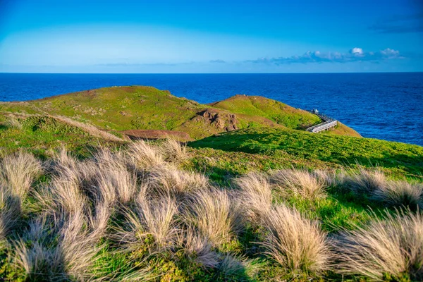 Phillip Island Wildlife Park Point Grant Sunny Afternoon Australia — Stock Photo, Image