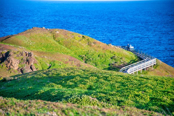 Phillip Island Wildlife Park Point Grant Sunny Afternoon Australia — Stock Photo, Image