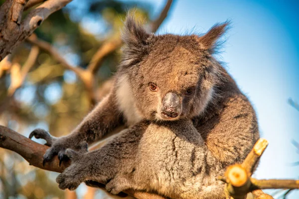 Budzenie Koala Drzewie Eukaliptusowym Australia — Zdjęcie stockowe