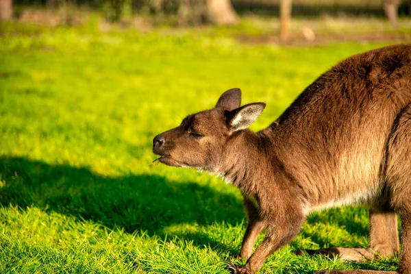 Canguro Relajante Prado Verde Atardecer Australia — Foto de Stock