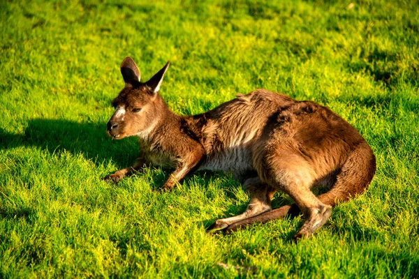 Relaxing Kangaroo Green Meadow Sunset Australia — Stock Photo, Image