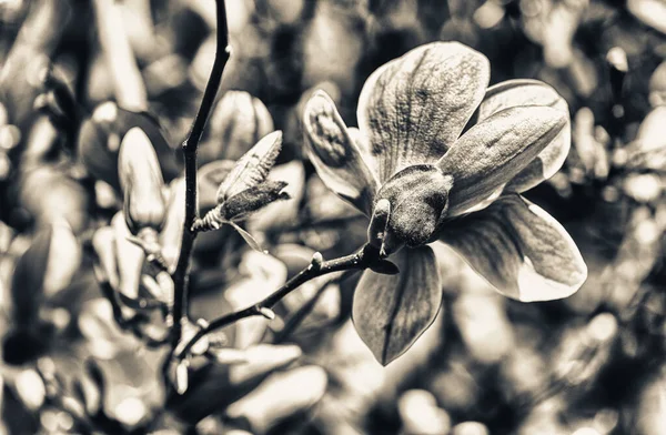 Primer Plano Hermosas Flores Magnolia Con Fondo Cielo Azul —  Fotos de Stock