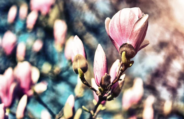 Schöne Farben Der Magnolienblüten Frühling — Stockfoto