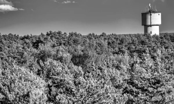 Toren Boven Pijnbomen Een Mooie Zonnige Dag — Stockfoto