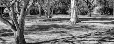 Avustralya 'nın Gambier Dağı' ndaki Umpherston subatanı etrafındaki güzel park.