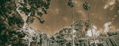 Avustralya 'nın Gambier Dağı' ndaki Umpherston obruğunun güzel manzarası