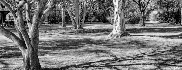 Avustralya Nın Gambier Dağı Ndaki Umpherston Subatanı Etrafındaki Güzel Park — Stok fotoğraf