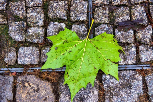 Зелений Лист Землі — стокове фото