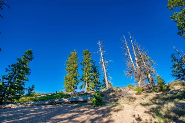 Bryce Canyon Ulusal Parkı Nın Ağaçları Yaz Mevsiminde Mavi Arka — Stok fotoğraf