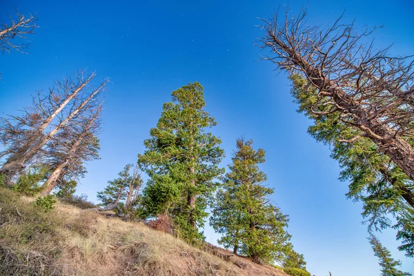 Alberi Notte Sotto Una Notte Stellata Nel Bryce Canyon National — Foto Stock