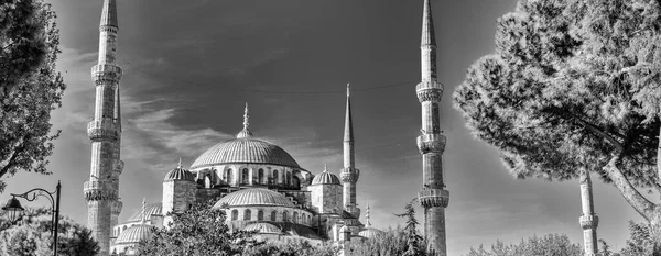 Blå Moskén Sultanahmet Camii Omgiven Träd Solig Dag Istanbul Turkiet — Stockfoto
