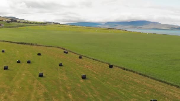 Haystacks están envueltos en plástico de cerca. Haystacks enrollado. balas de paja que yacen en el campo de la agricultura. Vista aérea desde el dron. — Vídeos de Stock