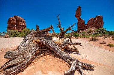 Utah, Arches Ulusal Parkı 'nda çıplak ağaç gövdesi