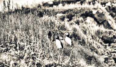 Reynisfjara Sahili, İzlanda 'da yuva yapan Atlantik martinileri