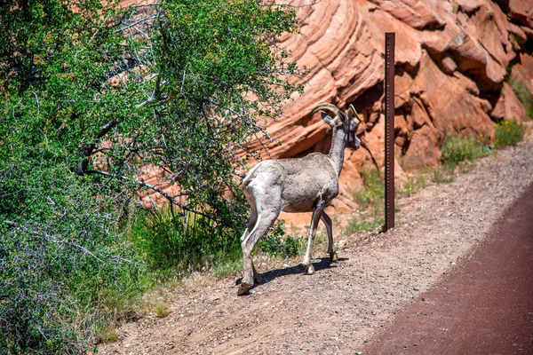 Bighorn Sheep Zion National Park Utah — Fotografia de Stock