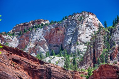 Zion Ulusal Parkı 'nın dağlar ve ağaçları, Utah - ABD