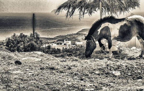 Лошадь Соломенным Зонтиком Летом — стоковое фото