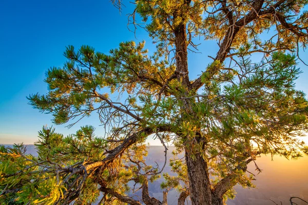 Abd Deki Grand Canyon Ulusal Parkı Nda Sabah Güneşli Ağaçlar — Stok fotoğraf