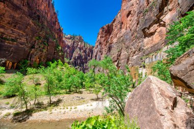 Zion Ulusal Parkı 'nın dağlar ve ağaçları, Utah - ABD