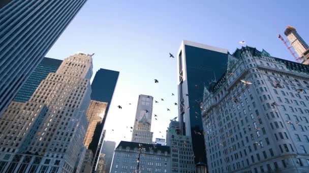 Aves voando em Nova York. Edifícios de Manhattan de 59 rua em câmera lenta — Vídeo de Stock
