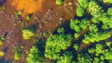 Everglades Ulusal Parkı, Florida. İHA 'dan günbatımında bataklık ve suyun aşağı doğru havadan görüntüsü