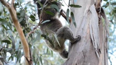 Avustralya koala Okaliptüs ağacı içinde açık havada