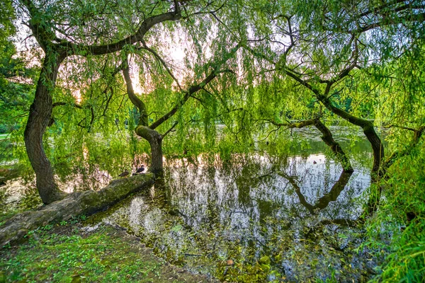 Krásný Městský Park Při Letním Západu Slunce Stromy Jezerem — Stock fotografie