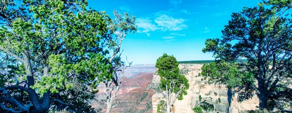Beautiful Trees Overlooking Grand Canyon South Rim Clear Sunny Day — Stock Photo, Image