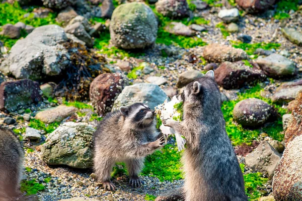 Racoon Family Looking Food Stanley Park Vancouver Canada — Stock Photo, Image