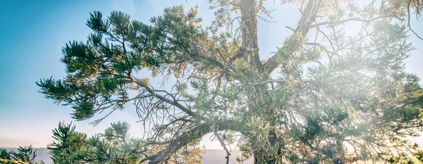 그랜드캐니언 공원에서 햇살을 나무들 — 스톡 사진